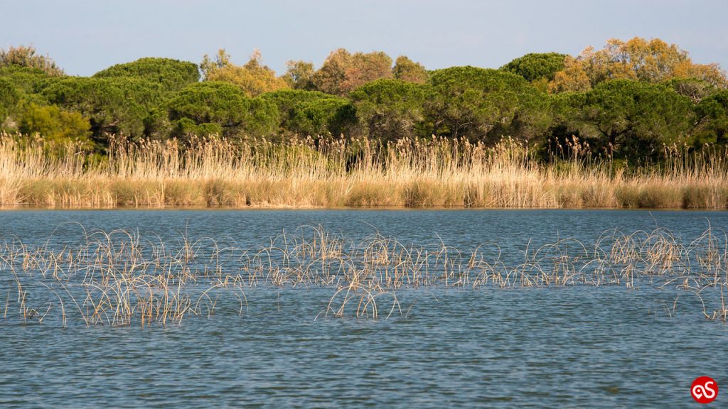 THE POND PLATAMONA: BETWEEN SCENTED JUNIPERS AND BIRDWATCHING ACTIVITIES