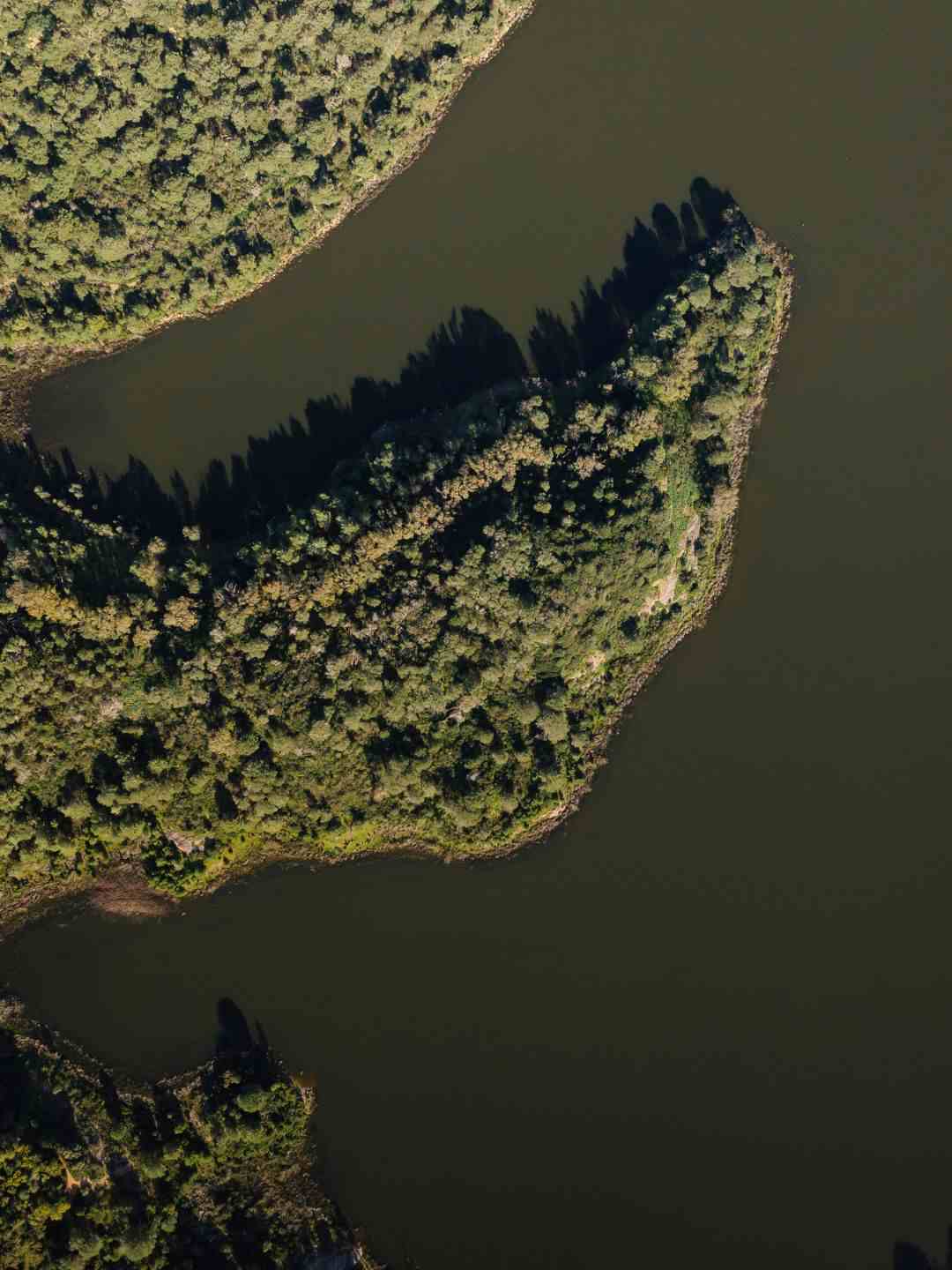 Alberi al Lago di Baratz a Sassari