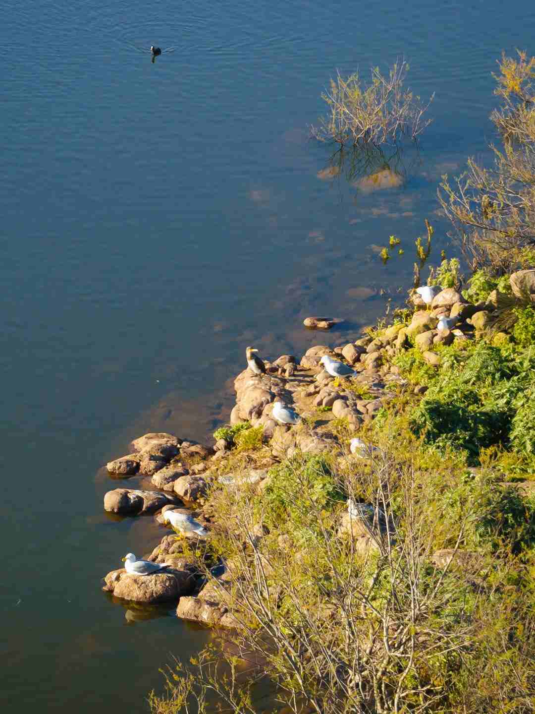Animali al Lago di Baratz a Sassari
