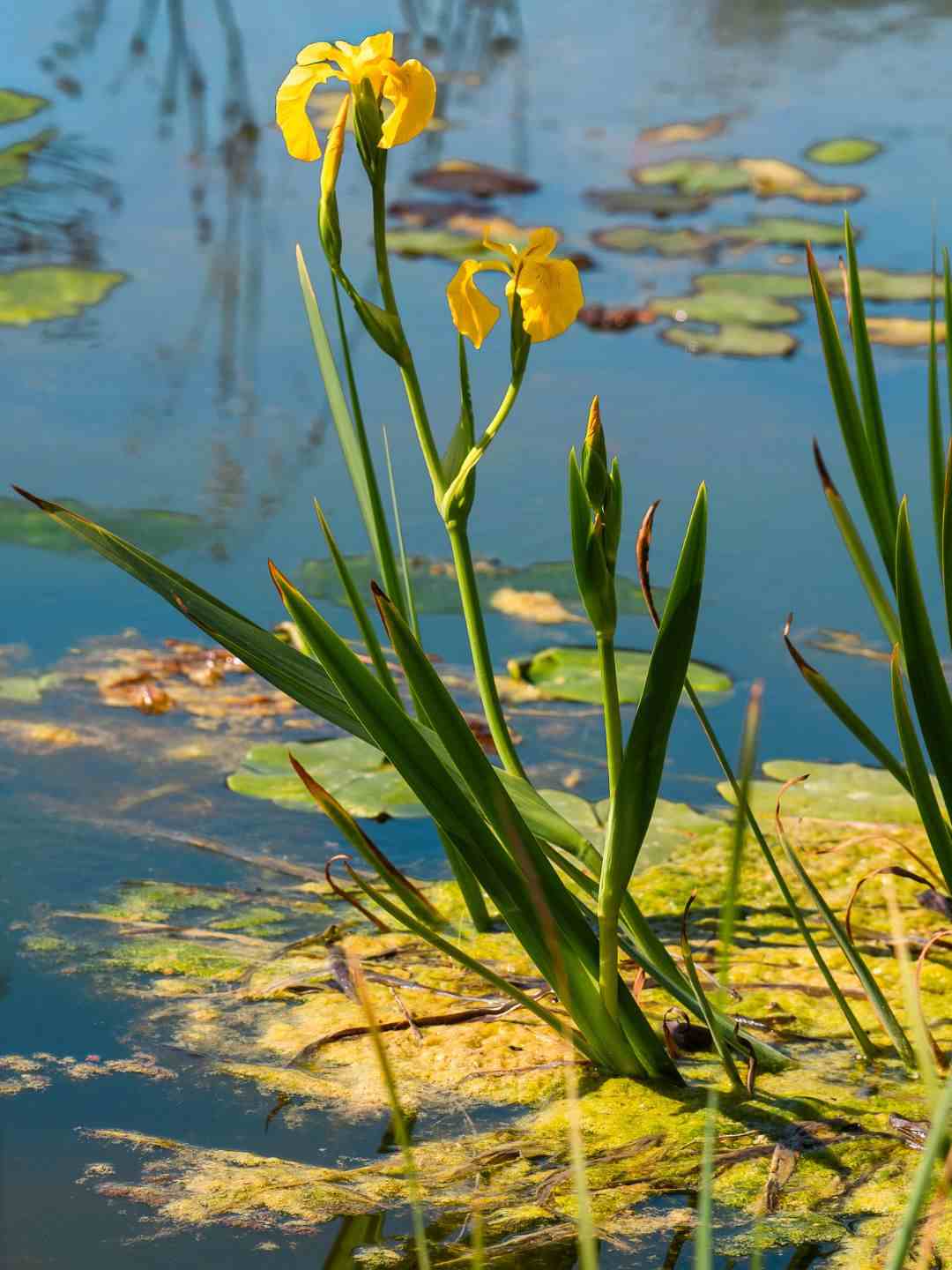 Fiore d'acqua nell'orto botanico di Sassari