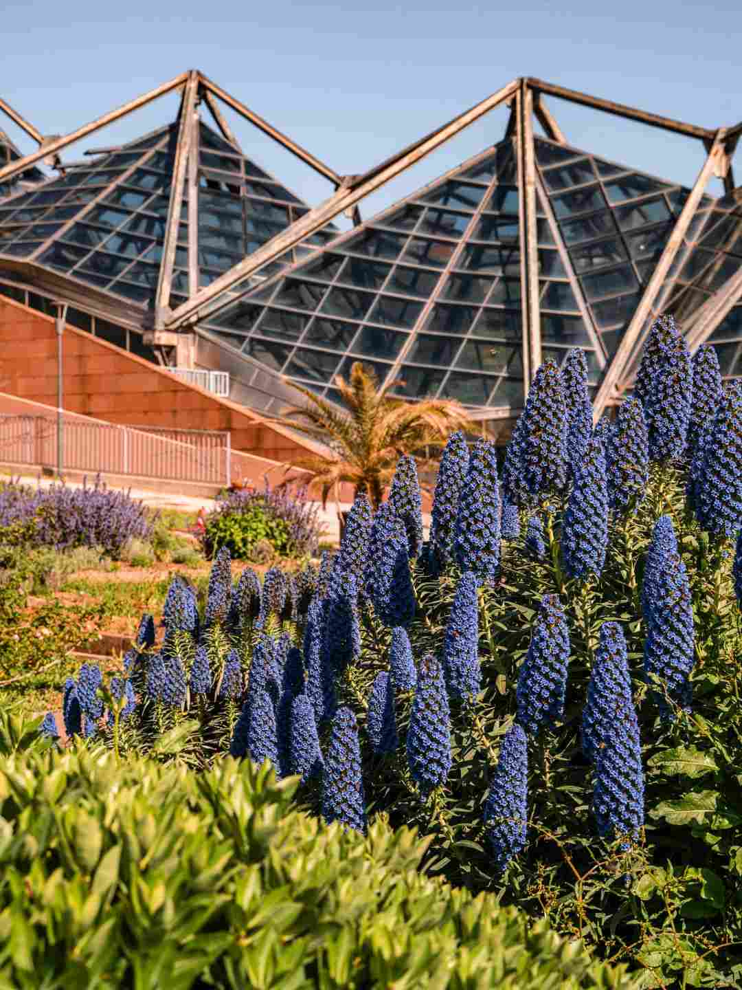 Lavanda nell'orto botanico di Sassari