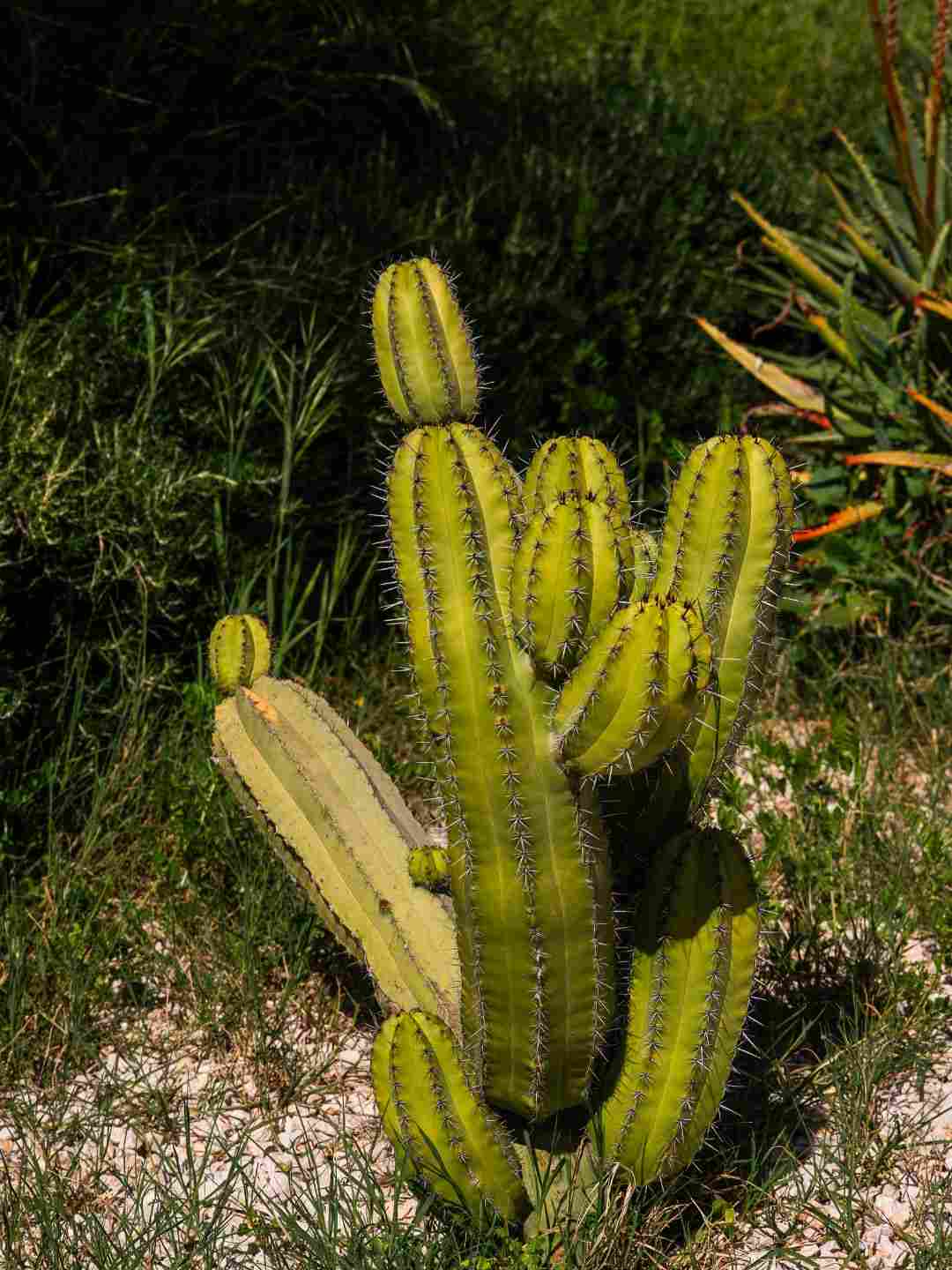 Pianta grassa nell'orto botanico di Sassari