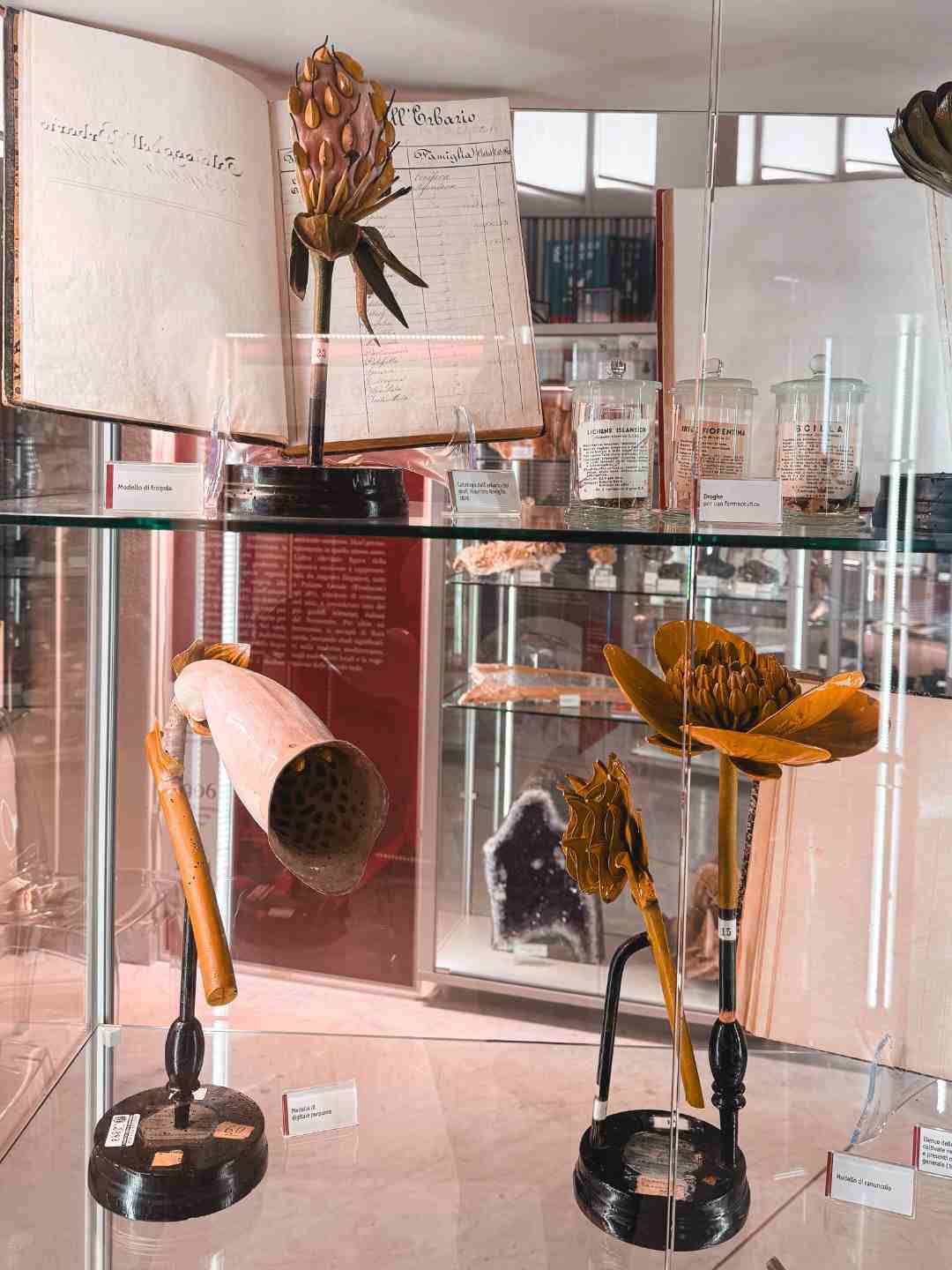 Reperti scientifici esposti al Muniss di Sassari