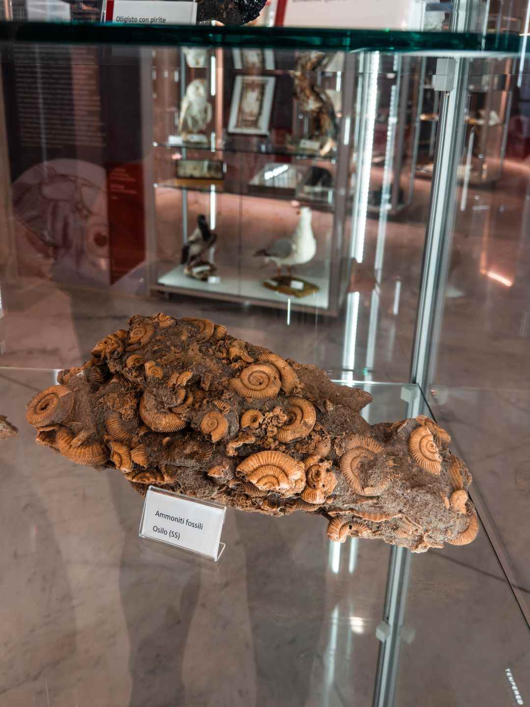 Fossile marino esposto nel Museo Scientifico a Sassari