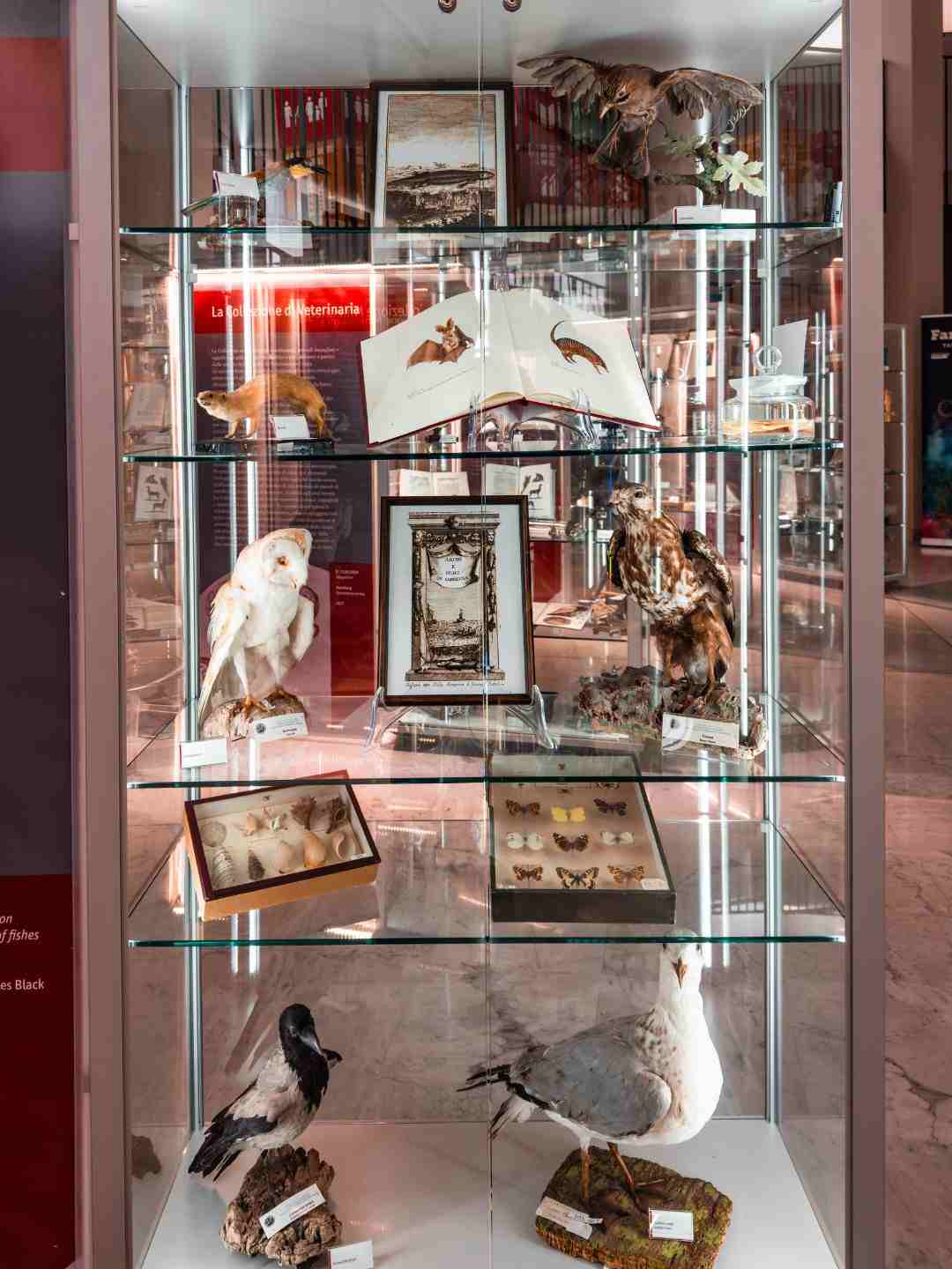 Sezione dedicata agli animali nel Museo Scientifico a Sassari